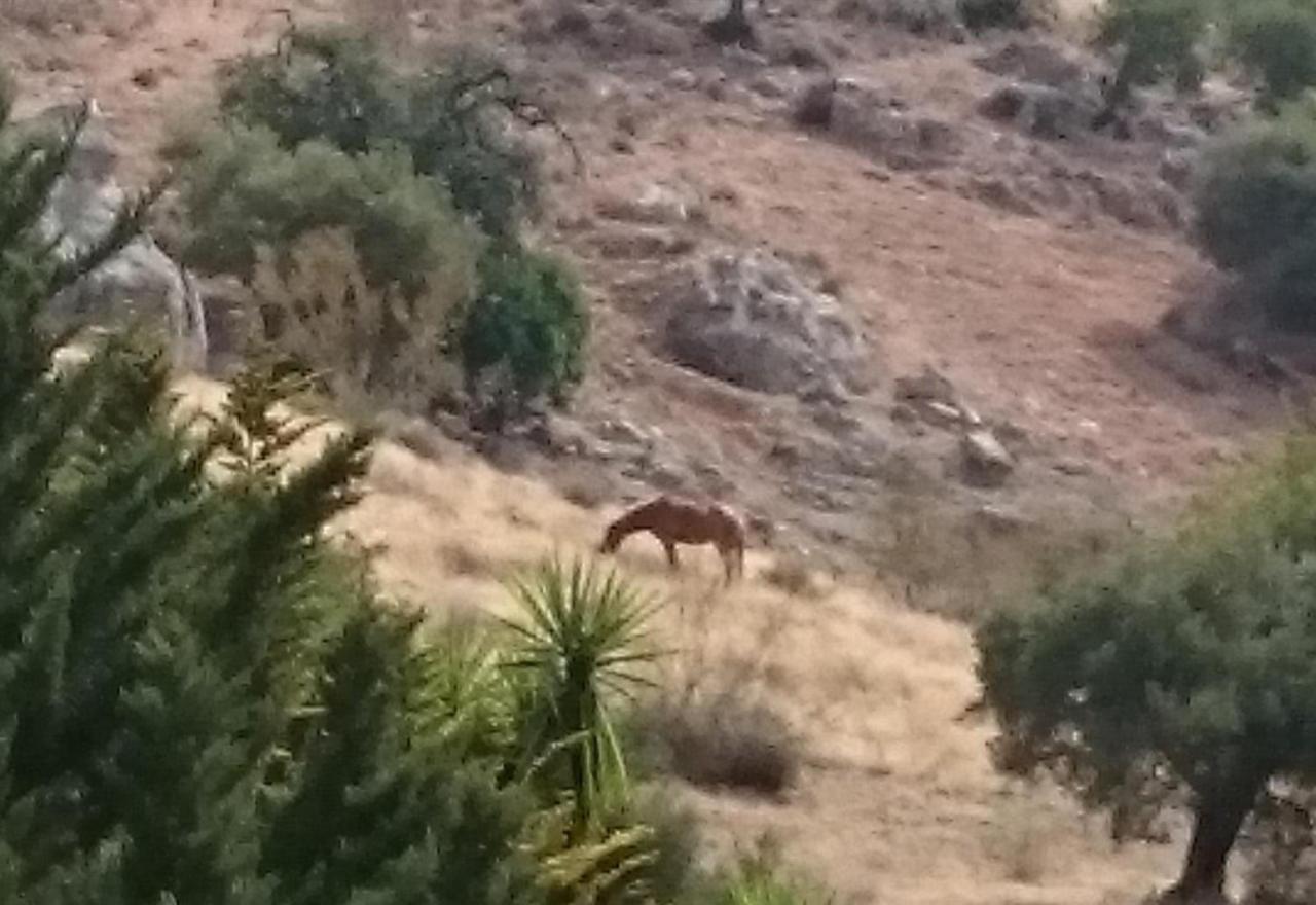 Finca Santa Matilde Malaga Bagian luar foto